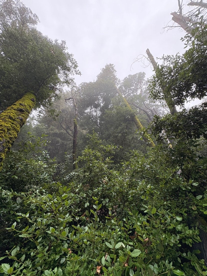 Teague Hill Open Space Preserve, Woodside